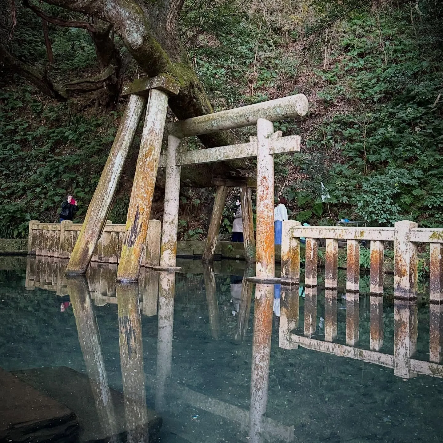 鹿島神宮にある「御手洗池（みたらしいけ）」は、1日40万リッ...