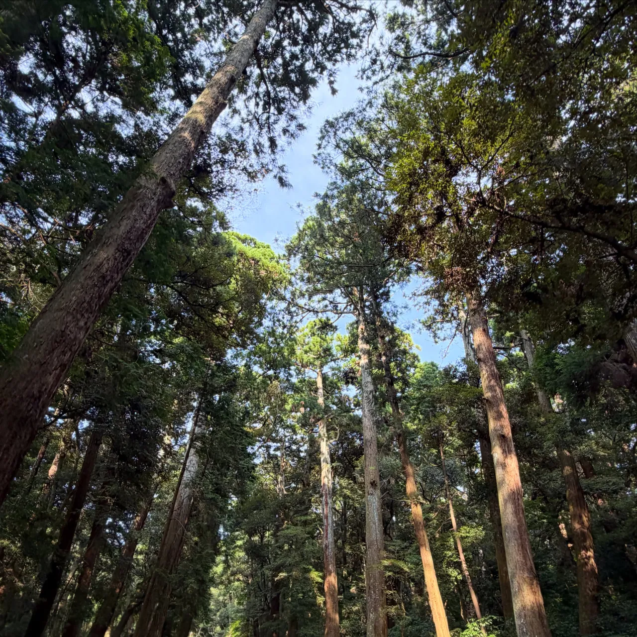 酒造りに重要な水を汲みに、鹿島神宮に行ってきました。