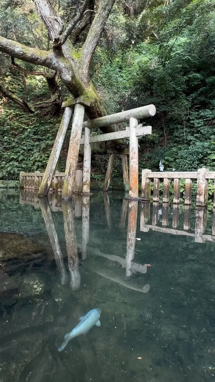 十二年に一度、午年に執り行われる鹿島神宮 式年大祭御船祭（み...